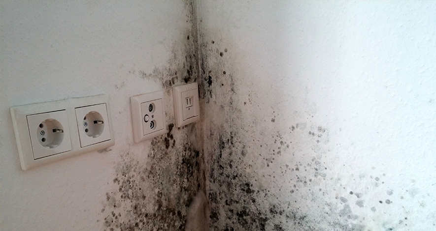 Black Mold Removal