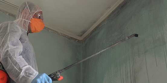 Mold Removal and Remediation Services